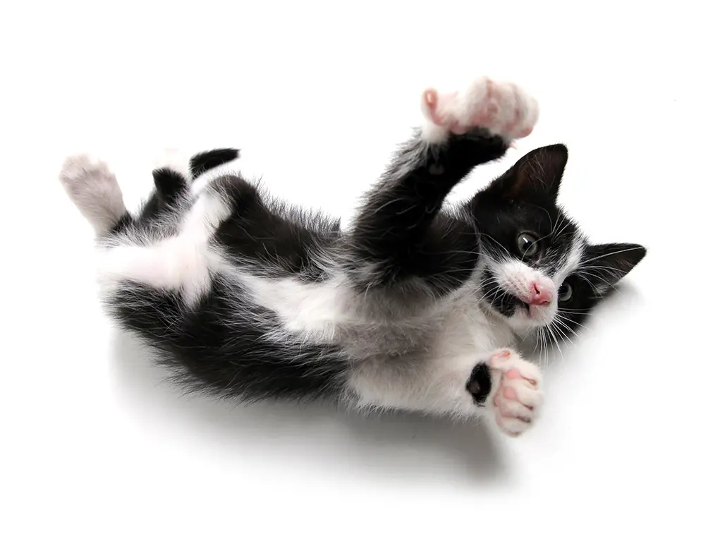 cats-friendly-3